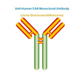 Anti-Human CA9 Monoclonal Antibody, Clone: GirentuximabRencarex