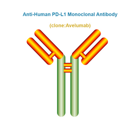 Anti-Human PD-L1 Monoclonal Antibody, Clone: Avelumab