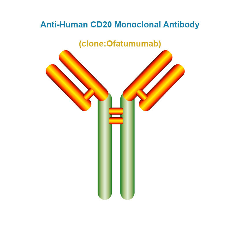 Anti-Human CD20 Monoclonal Antibody, Clone: Ofatumumab