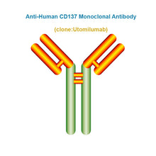Load image into Gallery viewer, Anti-Human CD137 Monoclonal Antibody, Clone: Utomilumab