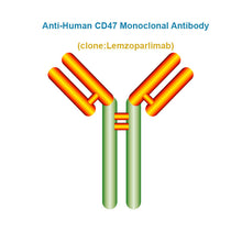 Load image into Gallery viewer, Anti-Human CD47 Monoclonal Antibody, Clone: Lemzoparlimab