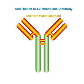Anti-Human DLL3 Monoclonal Antibody, Clone: Rovalpituzumab