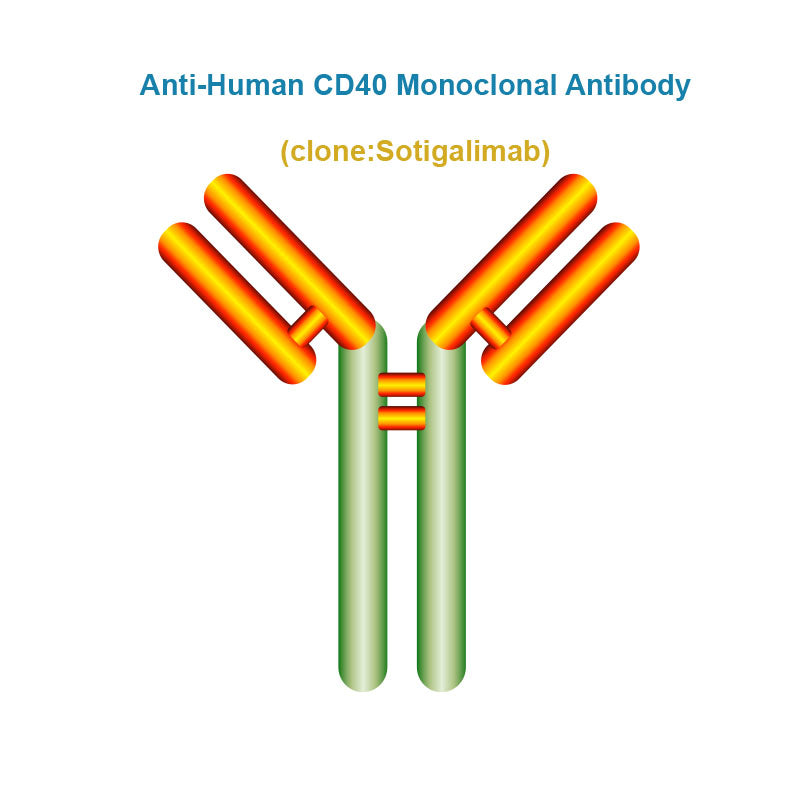 Anti-Human CD40 Monoclonal Antibody, Clone: Sotigalimab
