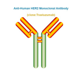 Anti-Human HER2 Monoclonal Antibody, Clone: Trastuzumab