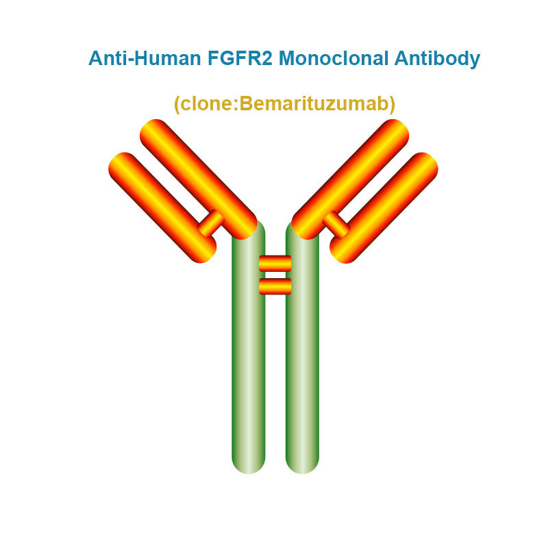 Anti-Human FGFR2 Monoclonal Antibody, Clone: Bemarituzumab