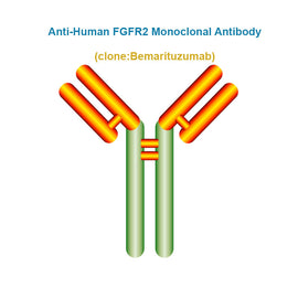 Anti-Human FGFR2 Monoclonal Antibody, Clone: Bemarituzumab
