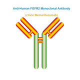 Anti-Human FGFR2 Monoclonal Antibody, Clone: Bemarituzumab