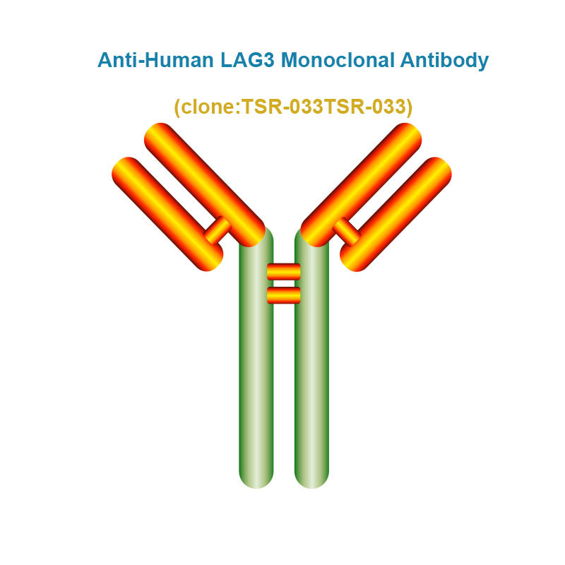 Anti-Human LAG3 Monoclonal Antibody, Clone: TSR-033TSR-033