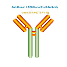 Load image into Gallery viewer, Anti-Human LAG3 Monoclonal Antibody, Clone: TSR-033TSR-033