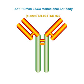 Anti-Human LAG3 Monoclonal Antibody, Clone: TSR-033TSR-033