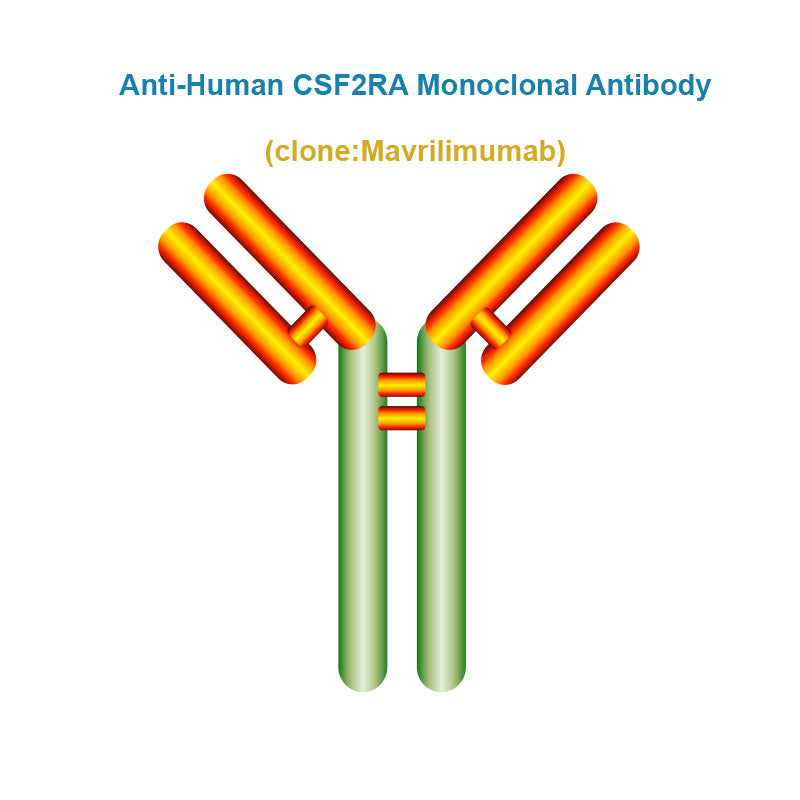 Anti-Human CSF2RA Monoclonal Antibody, Clone: Mavrilimumab