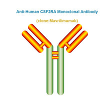 Load image into Gallery viewer, Anti-Human CSF2RA Monoclonal Antibody, Clone: Mavrilimumab