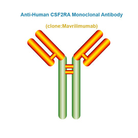 Anti-Human CSF2RA Monoclonal Antibody, Clone: Mavrilimumab