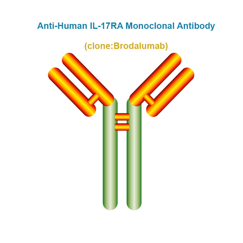 Anti-Human IL-17RA Monoclonal Antibody, Clone: Brodalumab