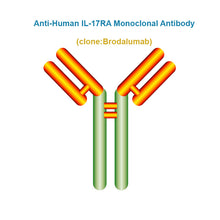 Load image into Gallery viewer, Anti-Human IL-17RA Monoclonal Antibody, Clone: Brodalumab