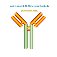 Load image into Gallery viewer, Anti-Human IL-33 Monoclonal Antibody, Clone: Etokimab