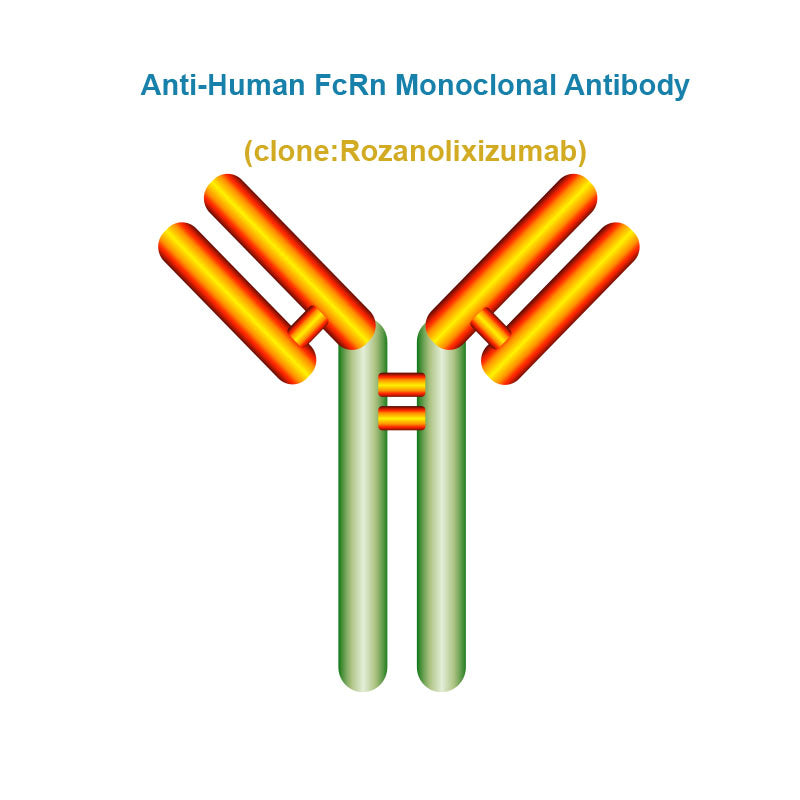 Anti-Human FcRn Monoclonal Antibody, Clone: Rozanolixizumab
