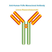 Load image into Gallery viewer, Anti-Human FcRn Monoclonal Antibody, Clone: Rozanolixizumab