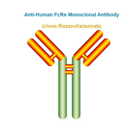 Anti-Human FcRn Monoclonal Antibody, Clone: Rozanolixizumab