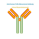 Anti-Human FcRn Monoclonal Antibody, Clone: Rozanolixizumab