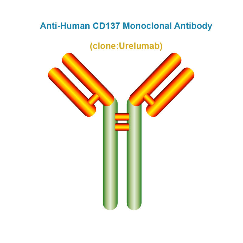 Anti-Human CD137 Monoclonal Antibody, Clone: Urelumab