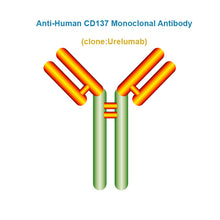Load image into Gallery viewer, Anti-Human CD137 Monoclonal Antibody, Clone: Urelumab