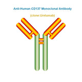 Anti-Human CD137 Monoclonal Antibody, Clone: Urelumab