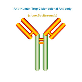 Anti-Human Trop-2 Monoclonal Antibody, Clone: Sacituzumab