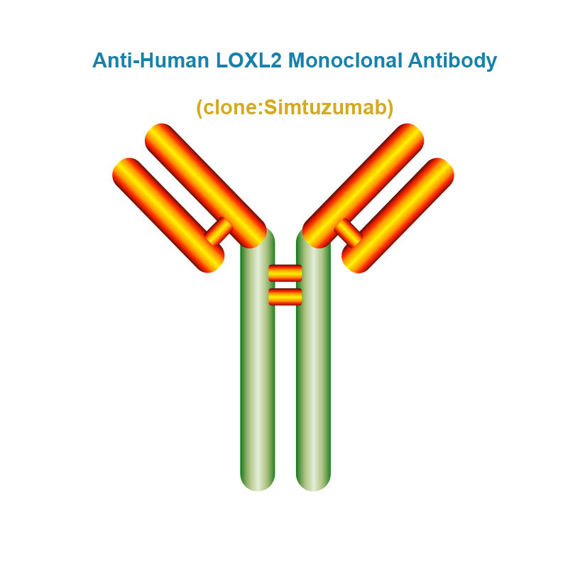 Anti-Human LOXL2 Monoclonal Antibody, Clone: Simtuzumab