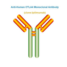 Load image into Gallery viewer, Anti-Human CTLA4 Monoclonal Antibody, Clone: Ipilimumab