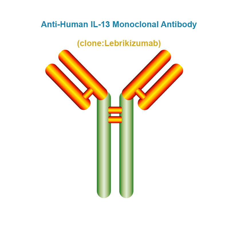 Anti-Human IL-13 Monoclonal Antibody, Clone: Lebrikizumab