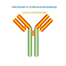 Load image into Gallery viewer, Anti-Human IL-13 Monoclonal Antibody, Clone: Lebrikizumab
