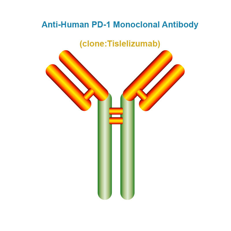 Anti-Human PD-1 Monoclonal Antibody, Clone: Tislelizumab