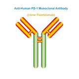 Anti-Human PD-1 Monoclonal Antibody, Clone: Tislelizumab