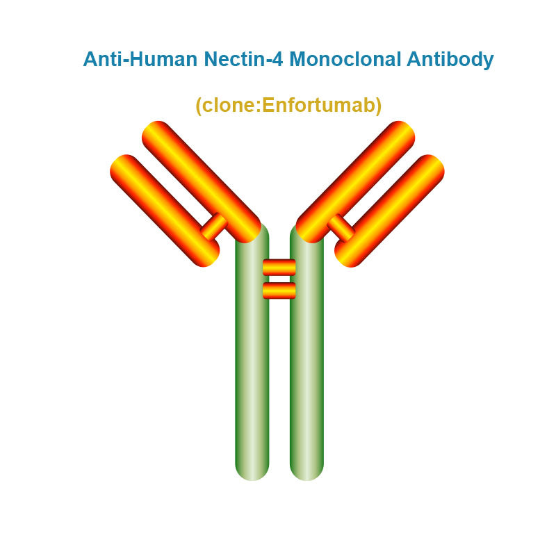 Anti-Human Nectin-4 Monoclonal Antibody, Clone: Enfortumab