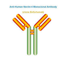 Load image into Gallery viewer, Anti-Human Nectin-4 Monoclonal Antibody, Clone: Enfortumab
