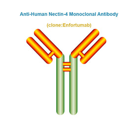 Anti-Human Nectin-4 Monoclonal Antibody, Clone: Enfortumab