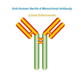 Anti-Human Nectin-4 Monoclonal Antibody, Clone: Enfortumab