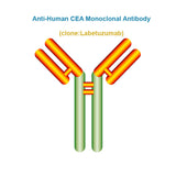 Anti-Human CEA Monoclonal Antibody, Clone: Labetuzumab