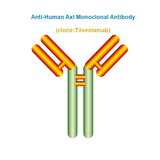 Anti-Human Axl Monoclonal Antibody, Clone: Tilvestamab