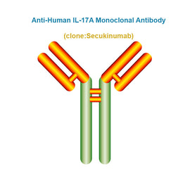 Anti-Human IL-17A Monoclonal Antibody, Clone: Secukinumab