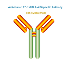 Load image into Gallery viewer, Anti-Human PD-1xCTLA-4 Bispecific Antibody, Clone: Vudalimab