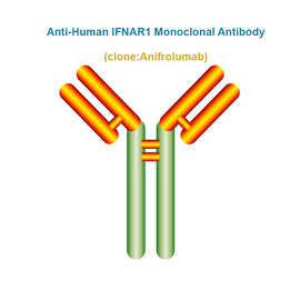 Anti-Human IFNAR1 Monoclonal Antibody, Clone: Anifrolumab