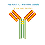 Anti-Human PD-1 Monoclonal Antibody, Clone: Pembrolizumab