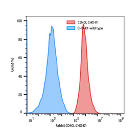 Rabbit CD40L-CHO-K1 Stable Cell Line