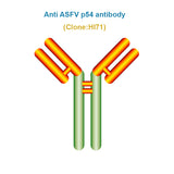 African Swine Fever Virus (ASFV) p54 Monoclonal Antibody, Clone HI71