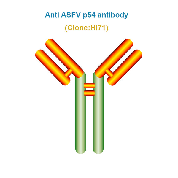 African Swine Fever Virus (ASFV) p54 Monoclonal Antibody, Clone HI71 ...
