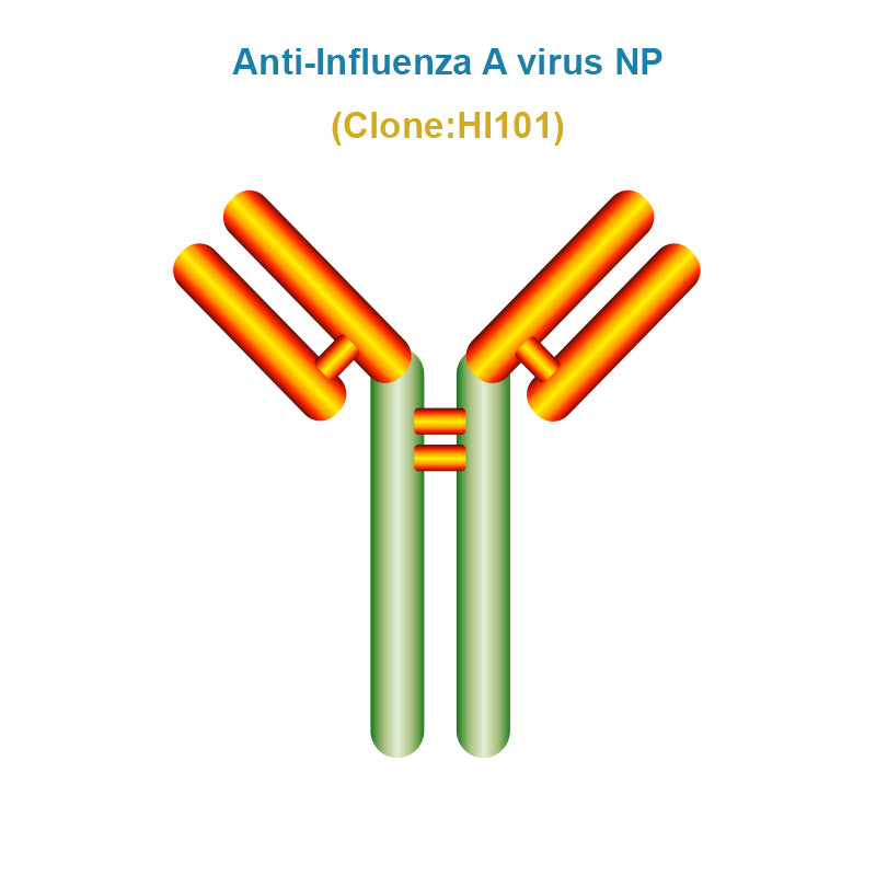 Anti-Influenza A virus NP monoclonal antibody