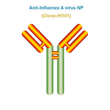 Load image into Gallery viewer, Anti-Influenza A virus NP monoclonal antibody