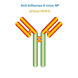 Anti-Influenza A virus NP monoclonal antibody